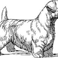 Sealyham Dog Vector Clipart