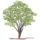 Spring Tree Vector Clipart