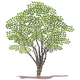 Spring Tree Vector Clipart