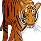 Tiger vector art
