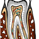 Tooth Cross Section Vector Clipart
