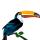 Toucan Vector Art