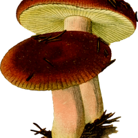 Two Mushrooms vector clipart