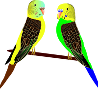 Two Parakeets Vector Clipart