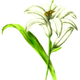 White Lily Vector Graphic