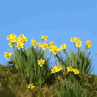 Yellow Daffodil Flowers vector clipart