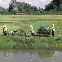 Farmers in Ninh Bình Province in Vietnam