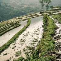 Rice fields and steppes in Vietnam